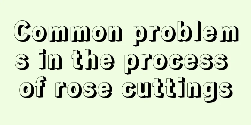 Common problems in the process of rose cuttings