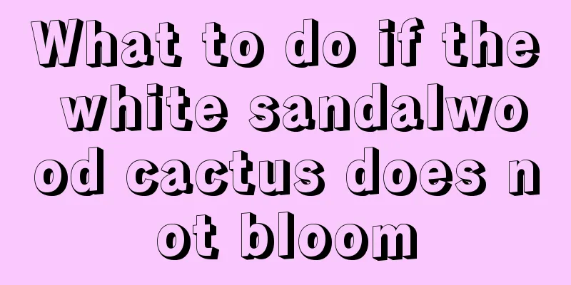 What to do if the white sandalwood cactus does not bloom