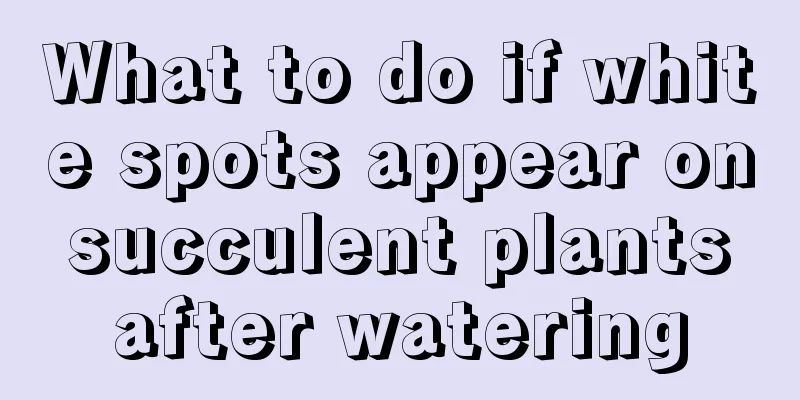 What to do if white spots appear on succulent plants after watering