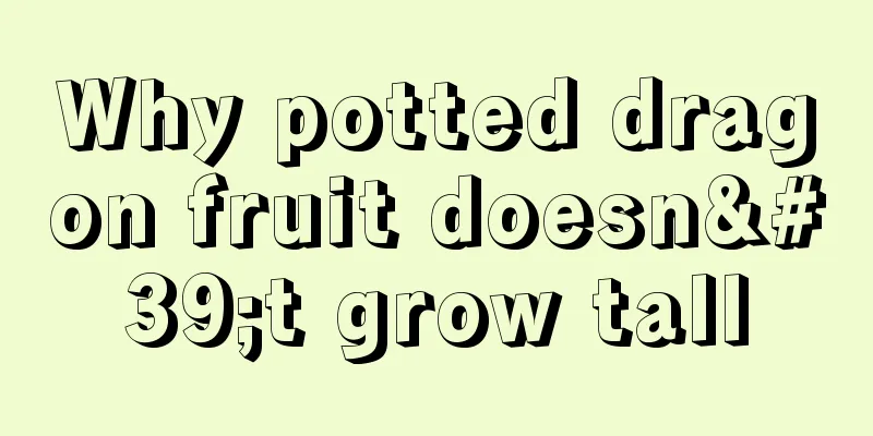 Why potted dragon fruit doesn't grow tall