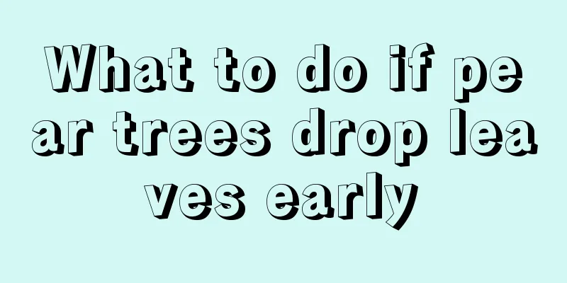 What to do if pear trees drop leaves early