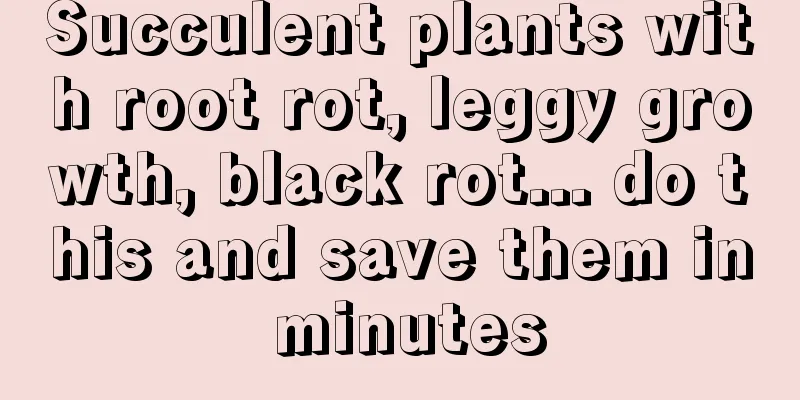 Succulent plants with root rot, leggy growth, black rot... do this and save them in minutes