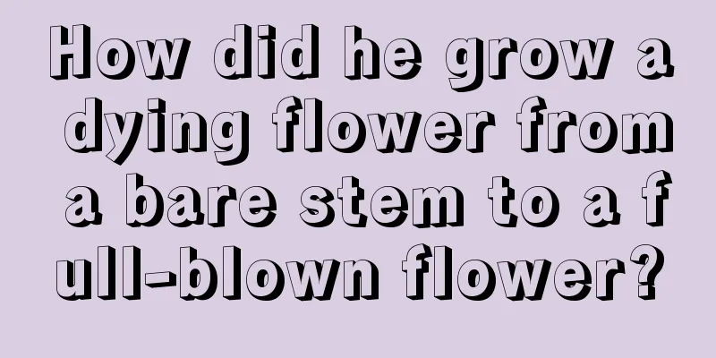 How did he grow a dying flower from a bare stem to a full-blown flower?