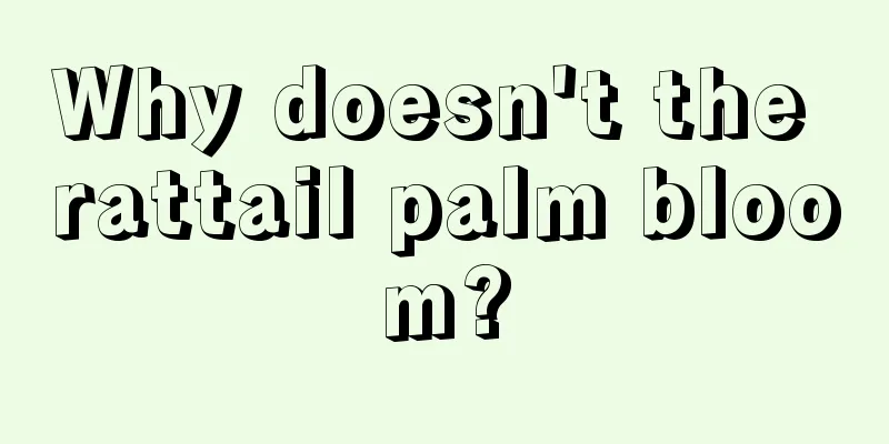 Why doesn't the rattail palm bloom?