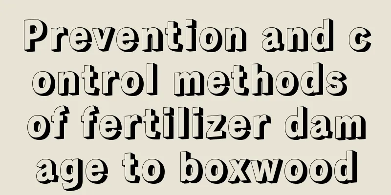 Prevention and control methods of fertilizer damage to boxwood