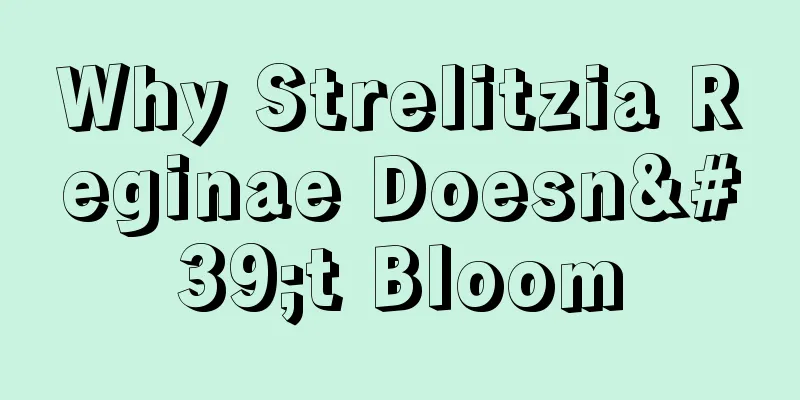 Why Strelitzia Reginae Doesn't Bloom