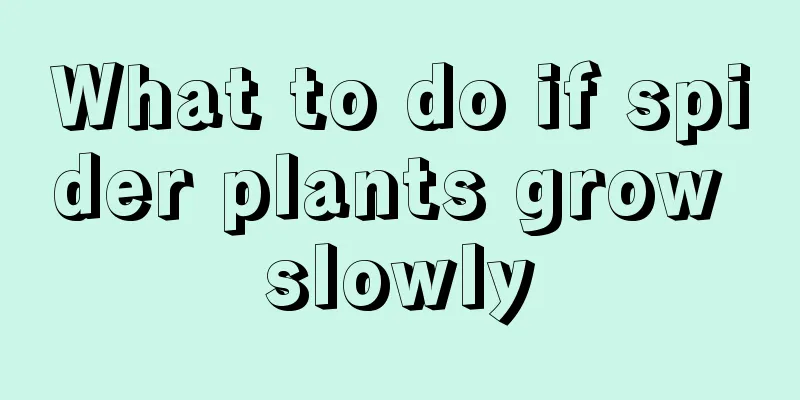 What to do if spider plants grow slowly