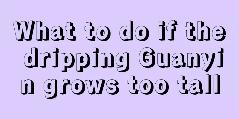 What to do if the dripping Guanyin grows too tall