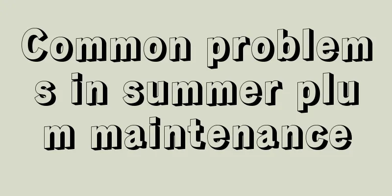 Common problems in summer plum maintenance