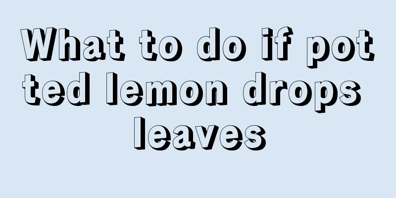 What to do if potted lemon drops leaves