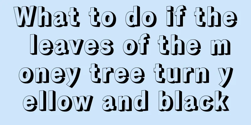 What to do if the leaves of the money tree turn yellow and black