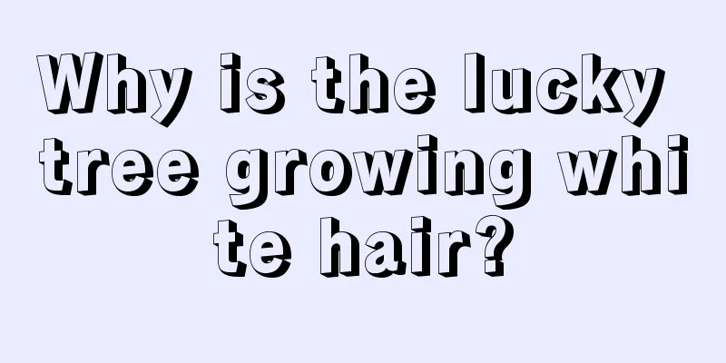 Why is the lucky tree growing white hair?