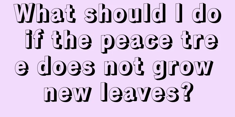 What should I do if the peace tree does not grow new leaves?