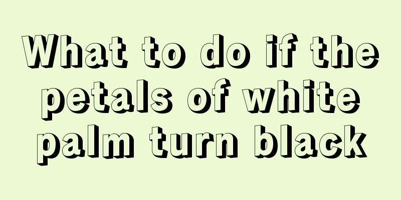 What to do if the petals of white palm turn black