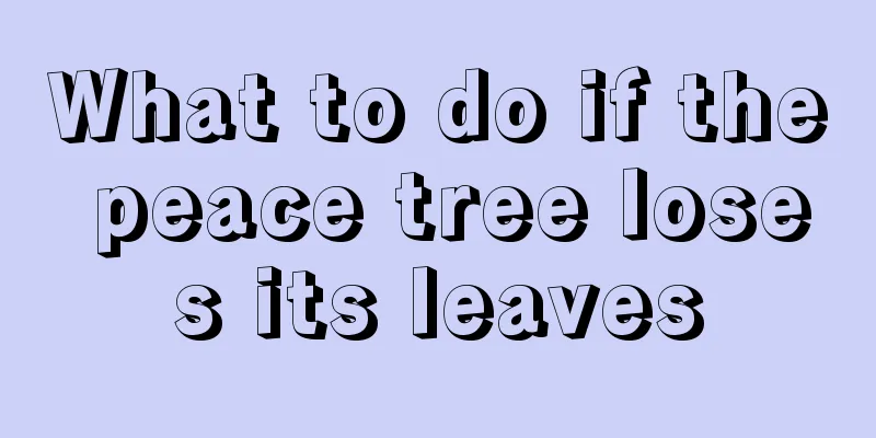 What to do if the peace tree loses its leaves