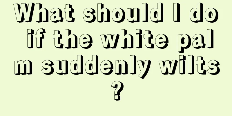 What should I do if the white palm suddenly wilts?