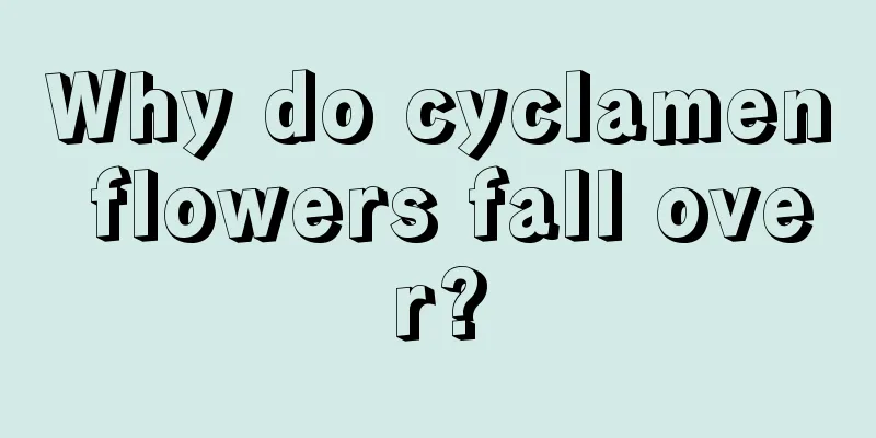 Why do cyclamen flowers fall over?