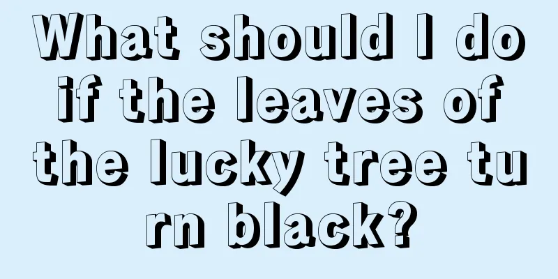 What should I do if the leaves of the lucky tree turn black?