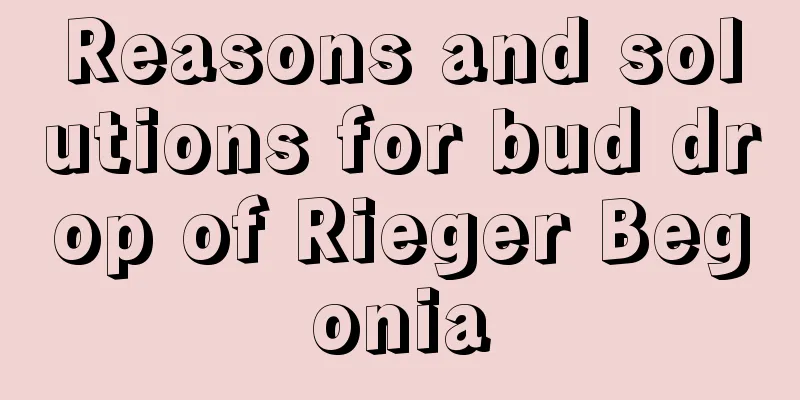 Reasons and solutions for bud drop of Rieger Begonia