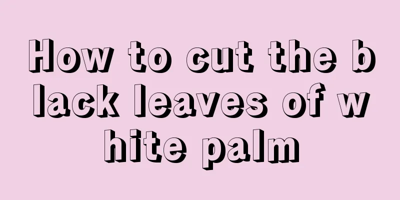 How to cut the black leaves of white palm