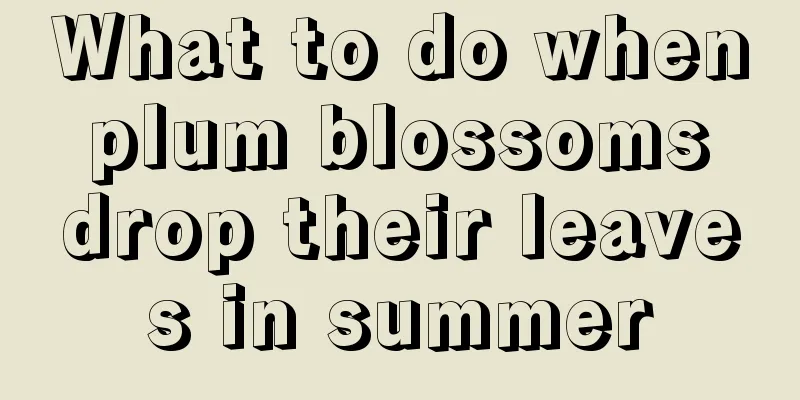 What to do when plum blossoms drop their leaves in summer