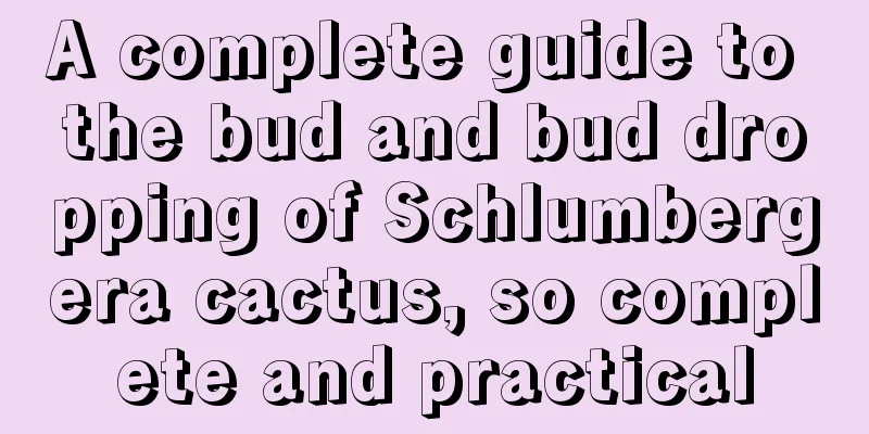 A complete guide to the bud and bud dropping of Schlumbergera cactus, so complete and practical