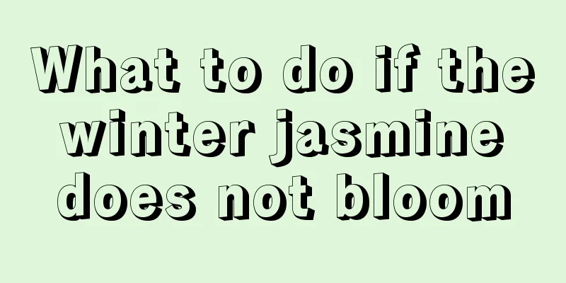 What to do if the winter jasmine does not bloom