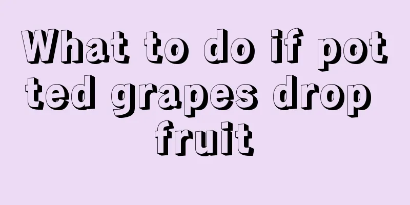 What to do if potted grapes drop fruit