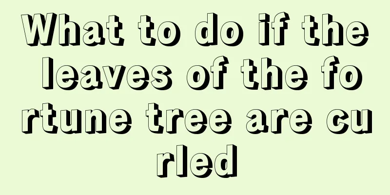 What to do if the leaves of the fortune tree are curled