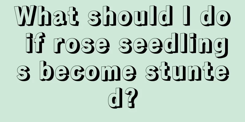 What should I do if rose seedlings become stunted?