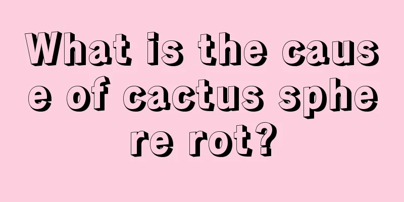 What is the cause of cactus sphere rot?