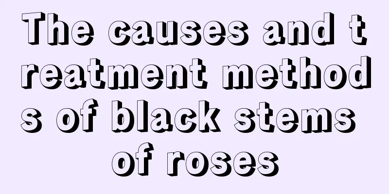 The causes and treatment methods of black stems of roses