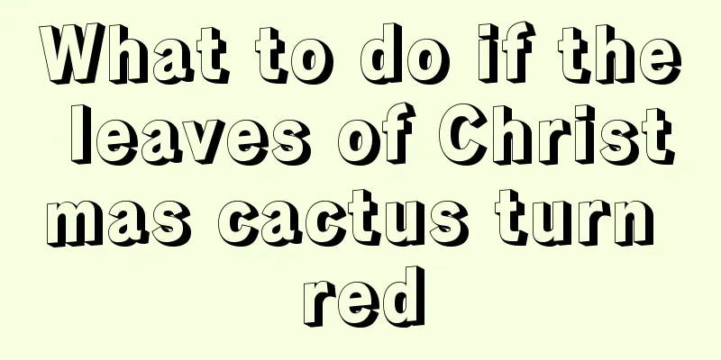 What to do if the leaves of Christmas cactus turn red