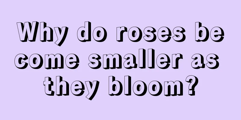 Why do roses become smaller as they bloom?