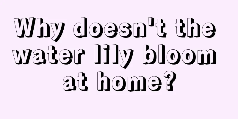 Why doesn't the water lily bloom at home?