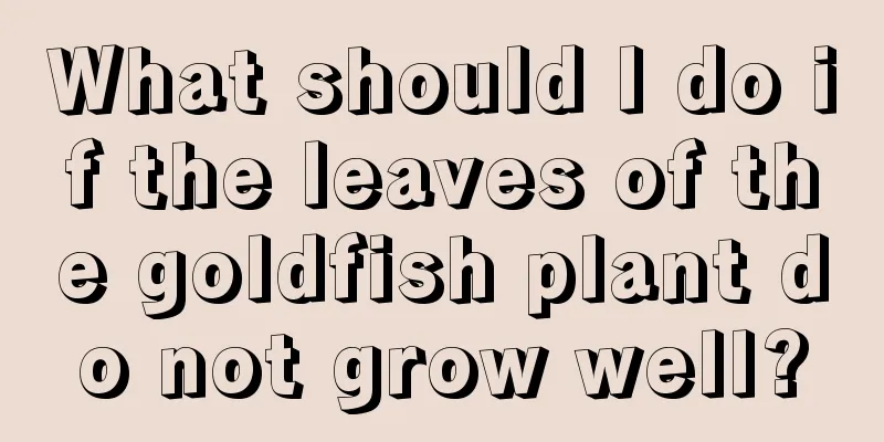 What should I do if the leaves of the goldfish plant do not grow well?