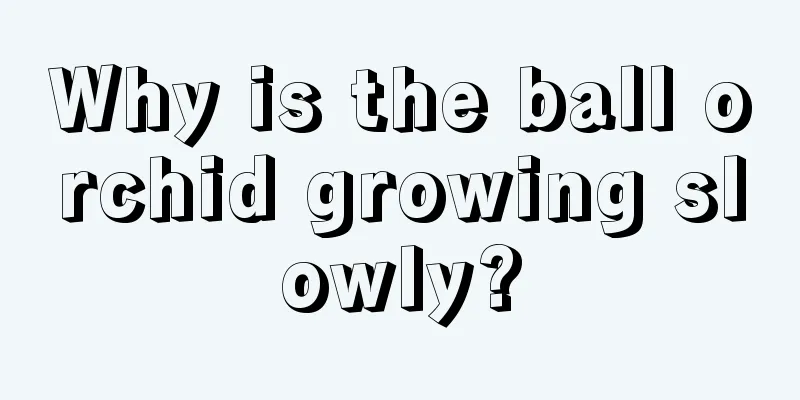 Why is the ball orchid growing slowly?