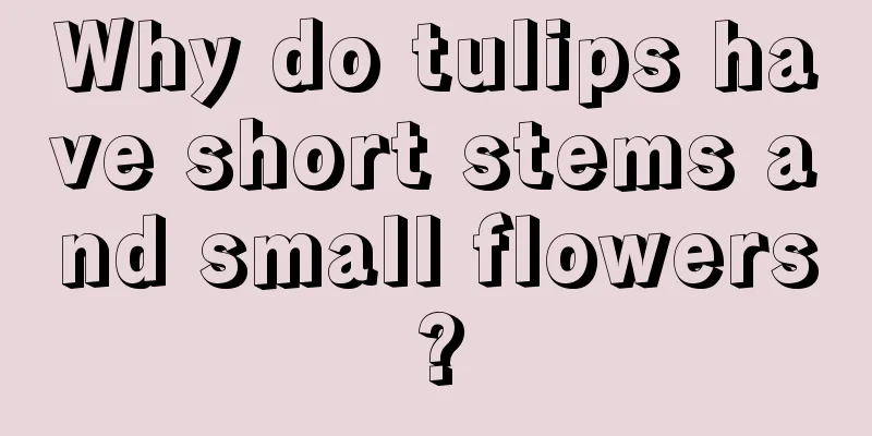 Why do tulips have short stems and small flowers?