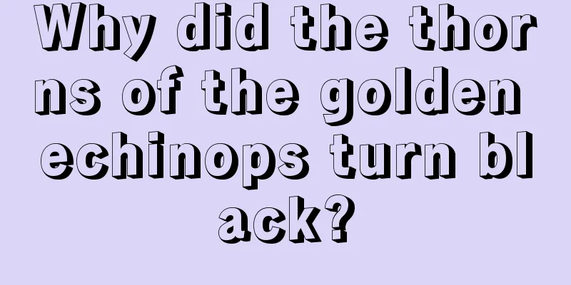 Why did the thorns of the golden echinops turn black?