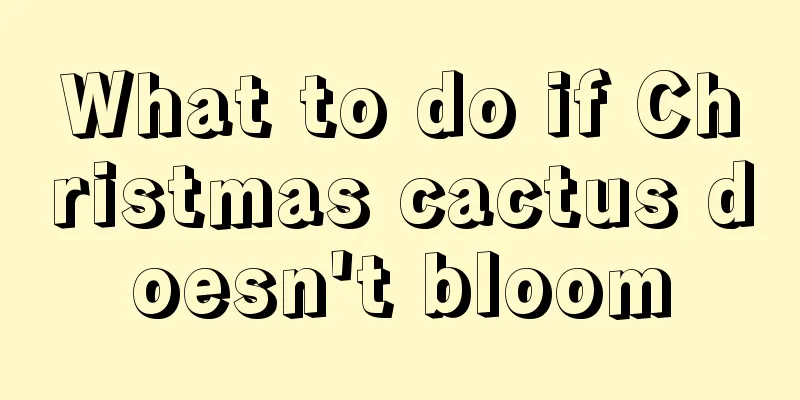 What to do if Christmas cactus doesn't bloom