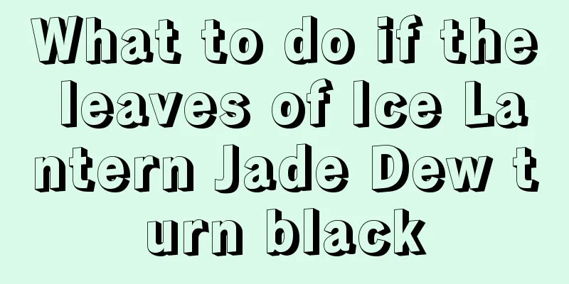 What to do if the leaves of Ice Lantern Jade Dew turn black