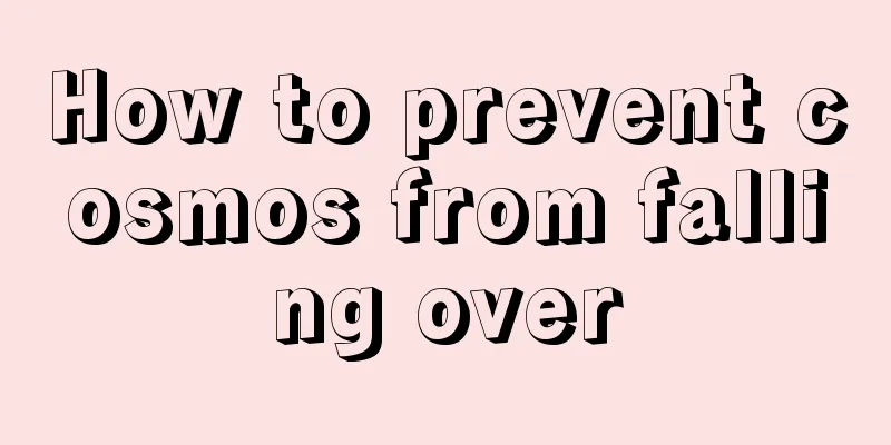 How to prevent cosmos from falling over