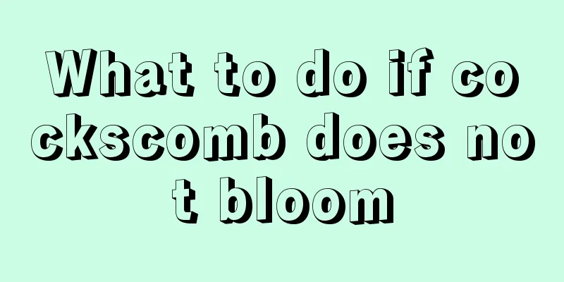 What to do if cockscomb does not bloom