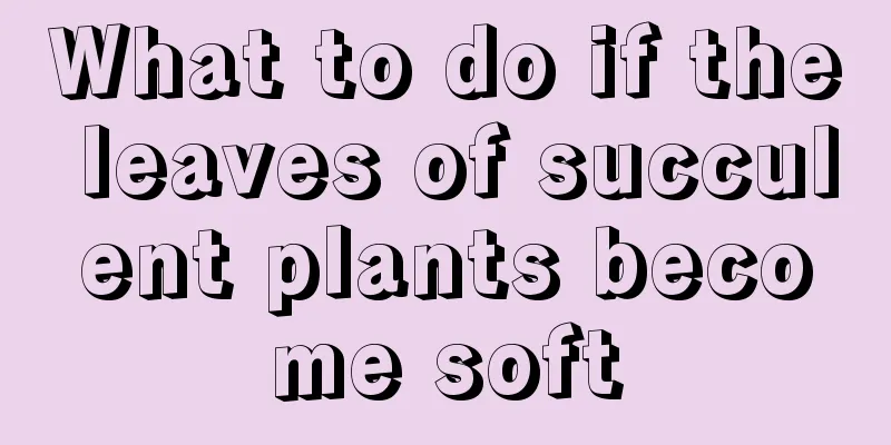 What to do if the leaves of succulent plants become soft