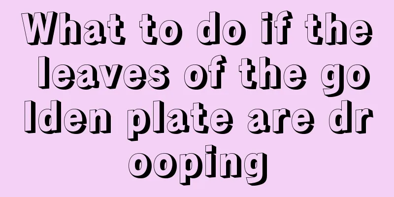 What to do if the leaves of the golden plate are drooping