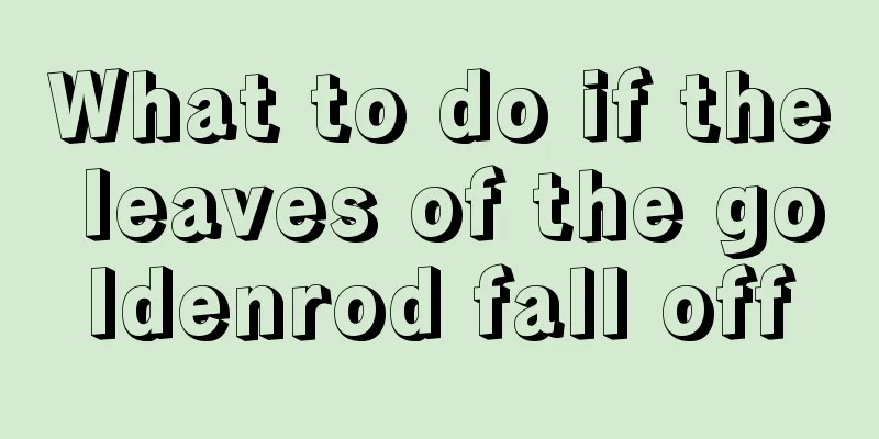 What to do if the leaves of the goldenrod fall off