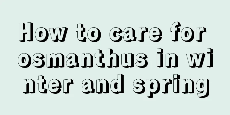 How to care for osmanthus in winter and spring