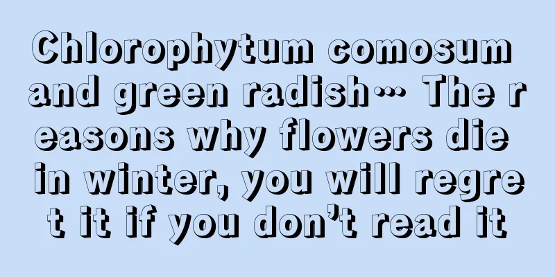 Chlorophytum comosum and green radish… The reasons why flowers die in winter, you will regret it if you don’t read it