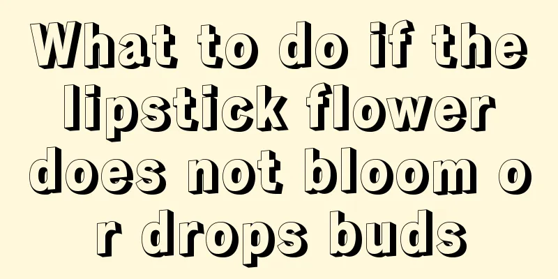 What to do if the lipstick flower does not bloom or drops buds