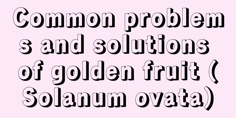 Common problems and solutions of golden fruit (Solanum ovata)